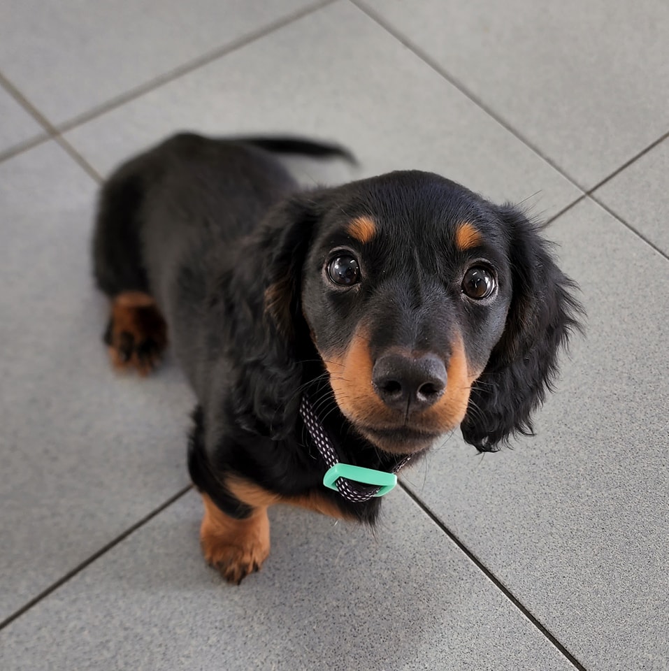 daschund-puppy