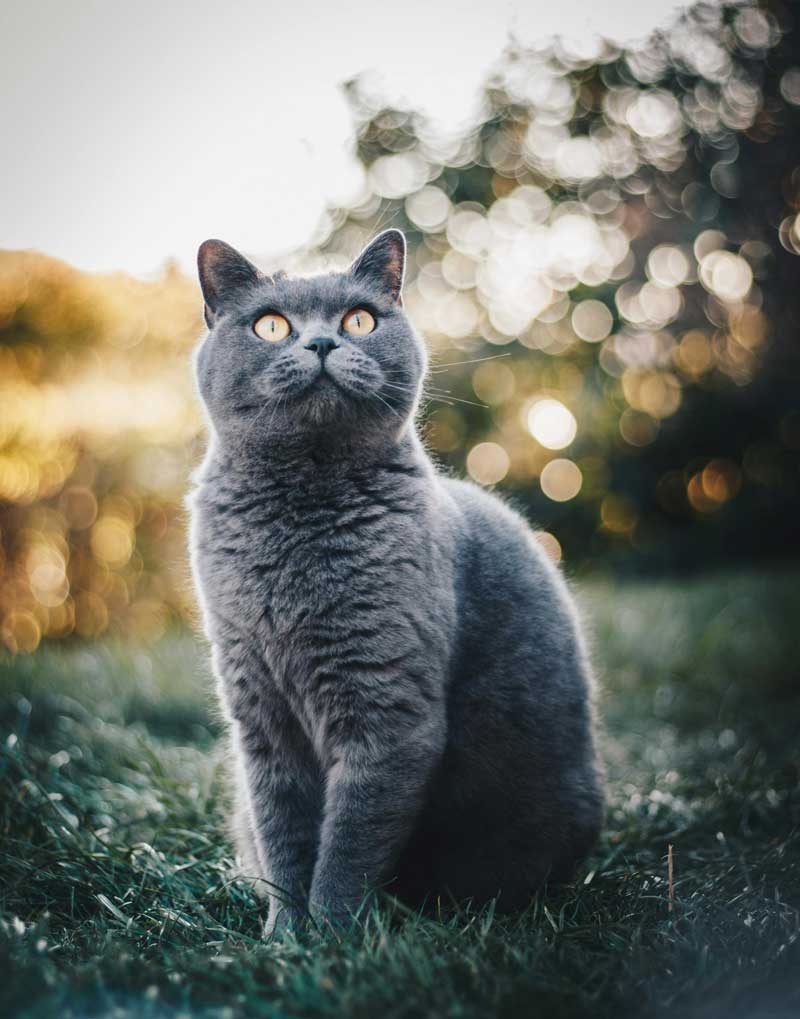 British shorthair cat