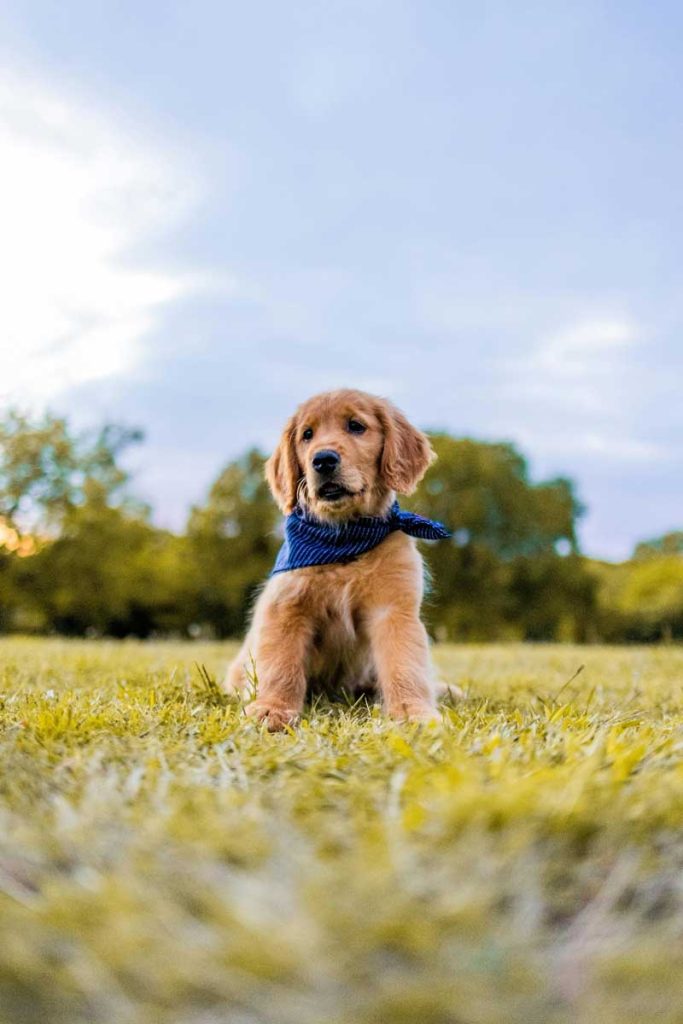 retriever puppy