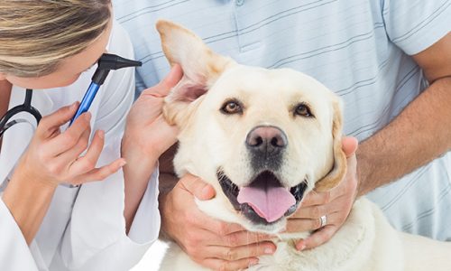 dog-checkup-skin-ears