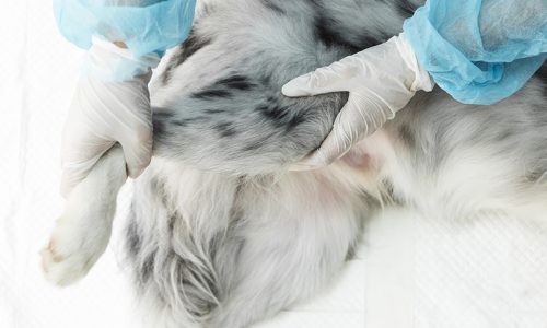 orthopaedic-surgery-pets