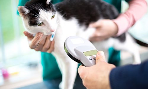 microchipping-pet-cat