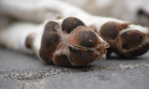 dog-paws-arthritis