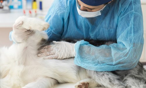 veterinary-surgery-prep