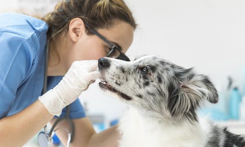 pet-health-check